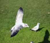 2013 10 12 DuluthWildLife  100